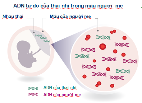 Xét nghiệm không xâm lấn cho kết quả chính xác cao