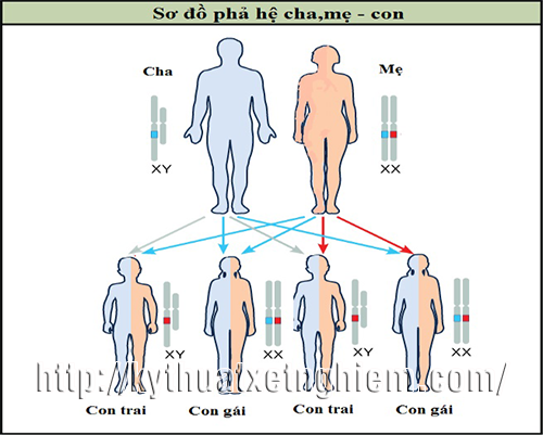 xet-nghiem-y-hoc-cha-con